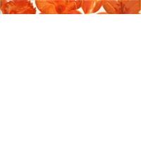 URBAN FENIX NARANJA LISTELO 5х50