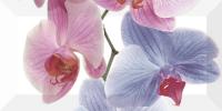 ORCHIDEA-2 ДЕКОР