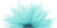 Art Verde Sofio Jasna Decor 250 X 500