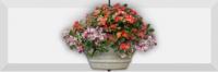 Forja 02 Decor 10 X 30