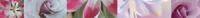 COLOURS MALVA ФРИЗ