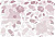TIFFANY TIARA PINK ПАННО
