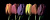 RAINBOW TULIPS ДЕКОР