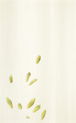 Allegro Beige Inserto B 25 X 40