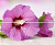 Diigital Hibiskus X2 Decor 25 X 60