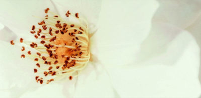 DIAGO INSERTO FLOWER   A 29.7х60