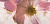 Stone Rose Inserto Flower В