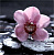 Декор Orchid Pano 60х60