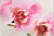 ORQUIDEA декор  25*75