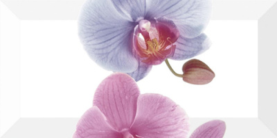 ORCHIDEA-3 ДЕКОР