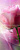 Digital Rosa X4 Decor
